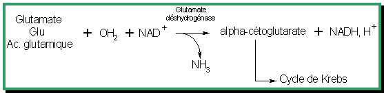 File:Métabolisme-Image068.gif