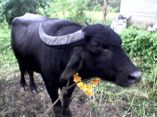 File:Mangal pandey Bull.jpg