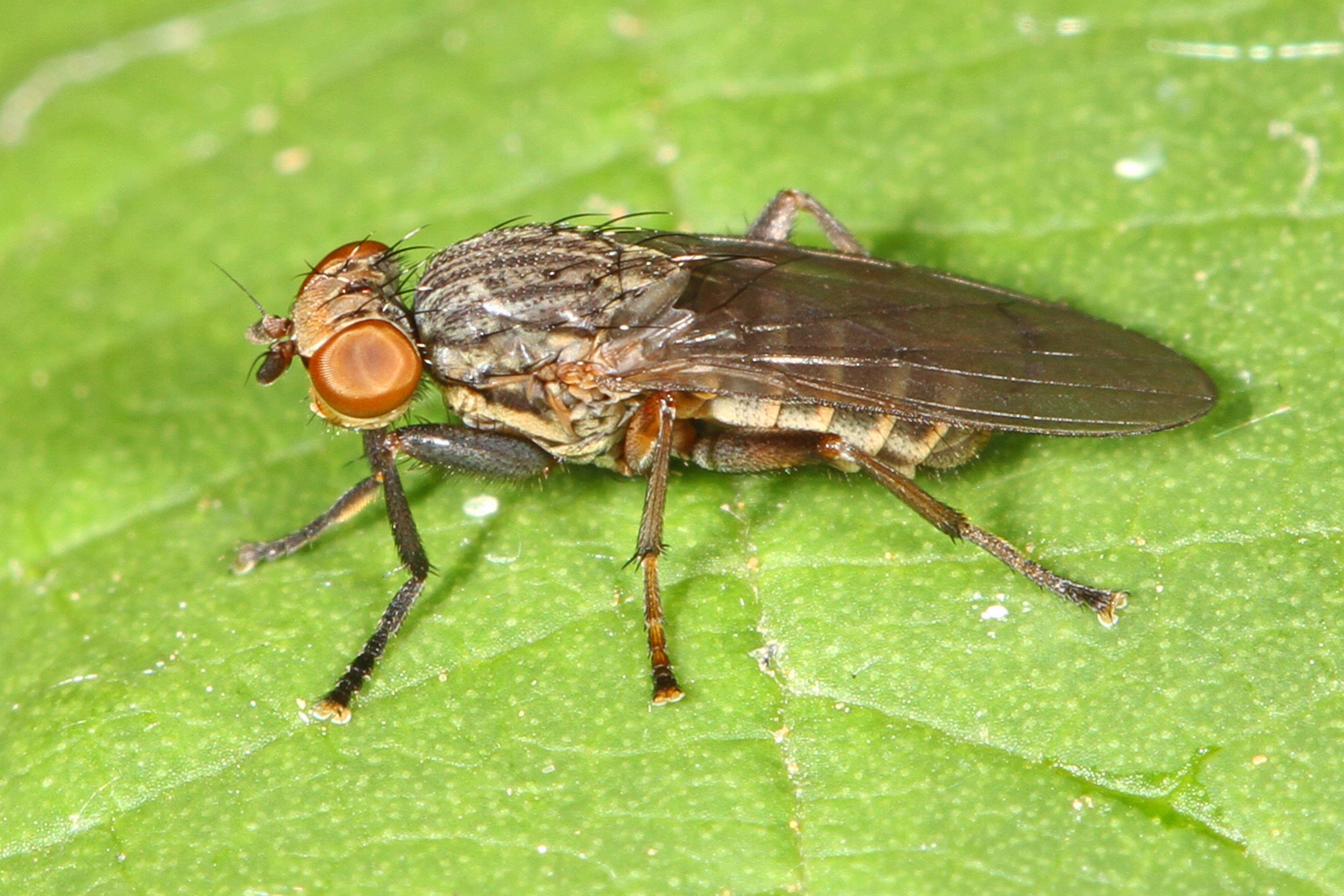 Small fly. Marsh Fly. Zennix Pateron.