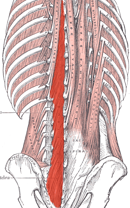 Paraspinal Muscles: Anatomy and Function