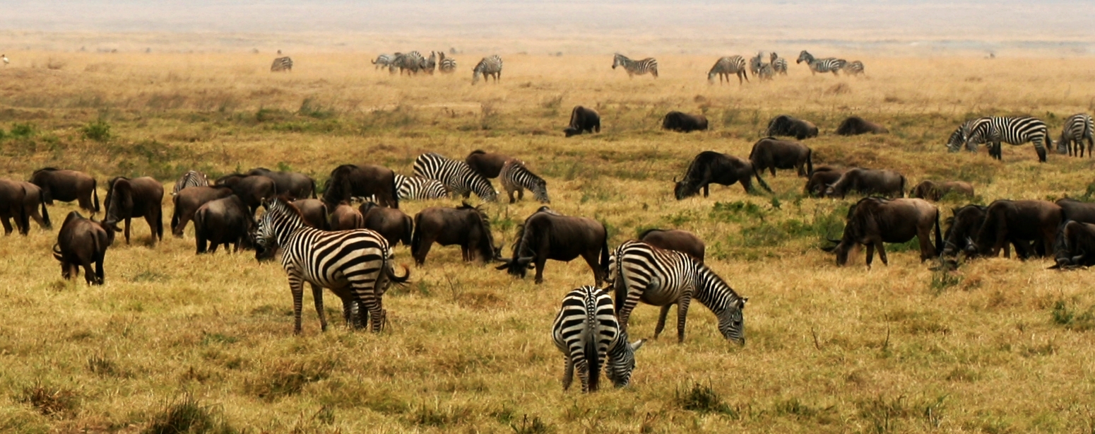 safari africa wikipedia