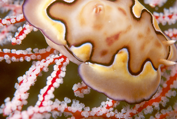 File:Nudibranch on sea fan, Palau Islands, Micronesia.jpg