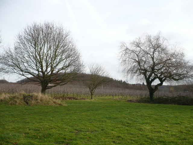 File:Orchard from a playing field in South Street - geograph.org.uk - 662978.jpg