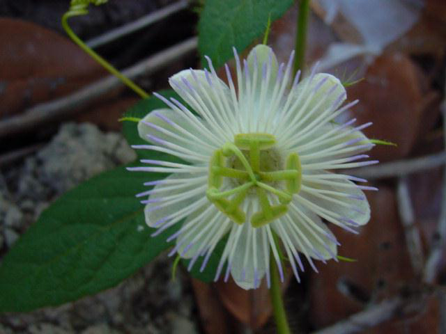 File:Passiflora foetida L. - Flickr - Alex Popovkin, Bahia, Brazil (29).jpg