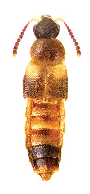 <i>Phymatura blanchardi</i> Species of beetle