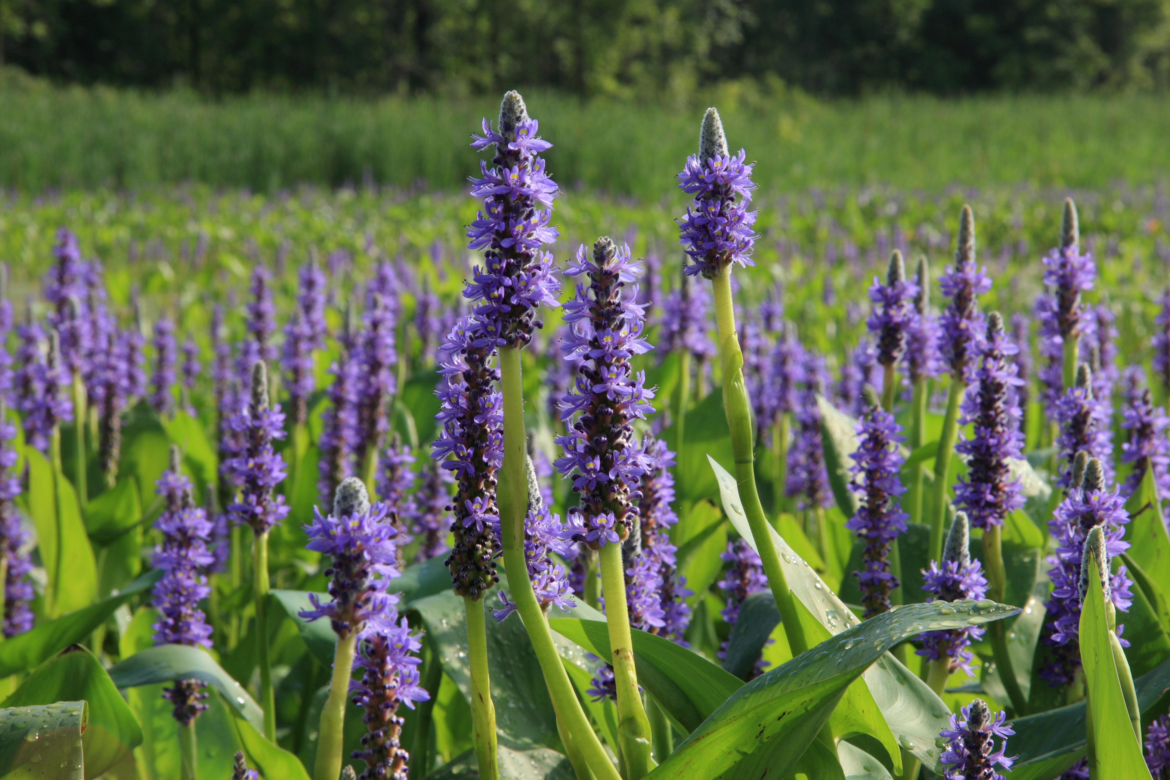 pontederia cordata