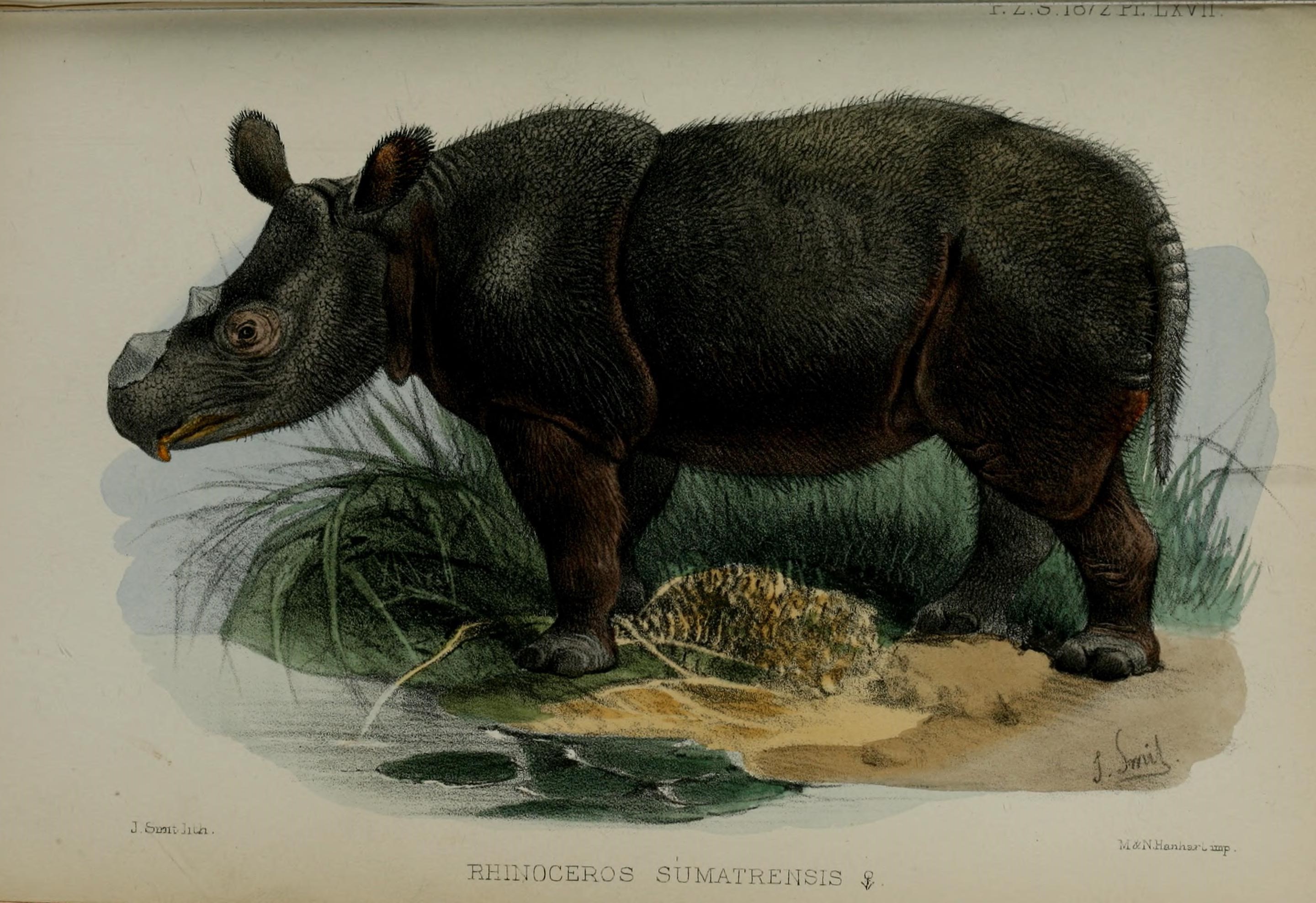 Суматранский носорог рисунок