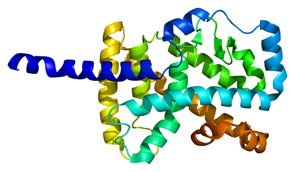 https://upload.wikimedia.org/wikipedia/commons/4/4f/Protein_RORA_PDB_1n83.png