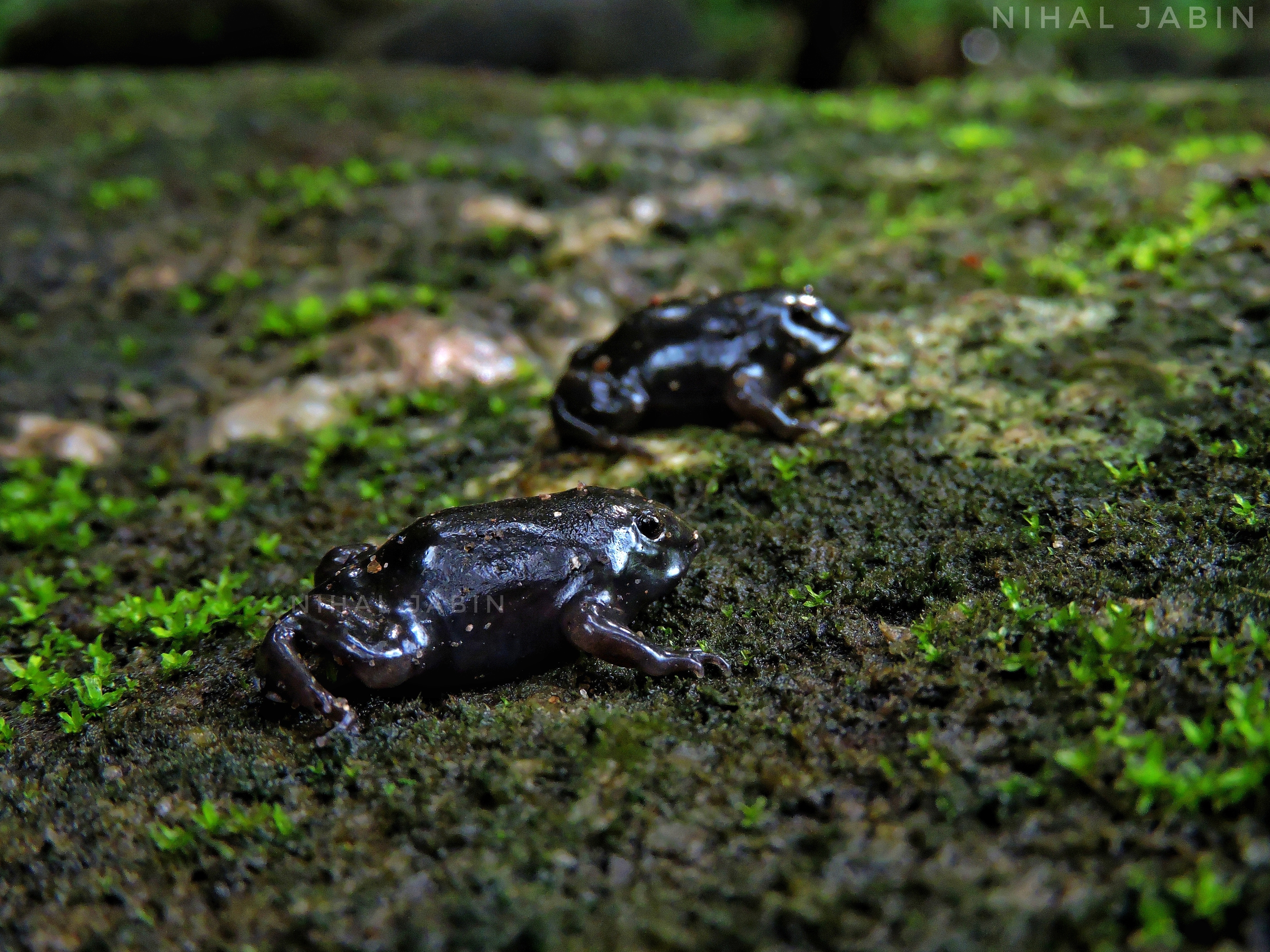 Purple frog the Extraordinary Endangered