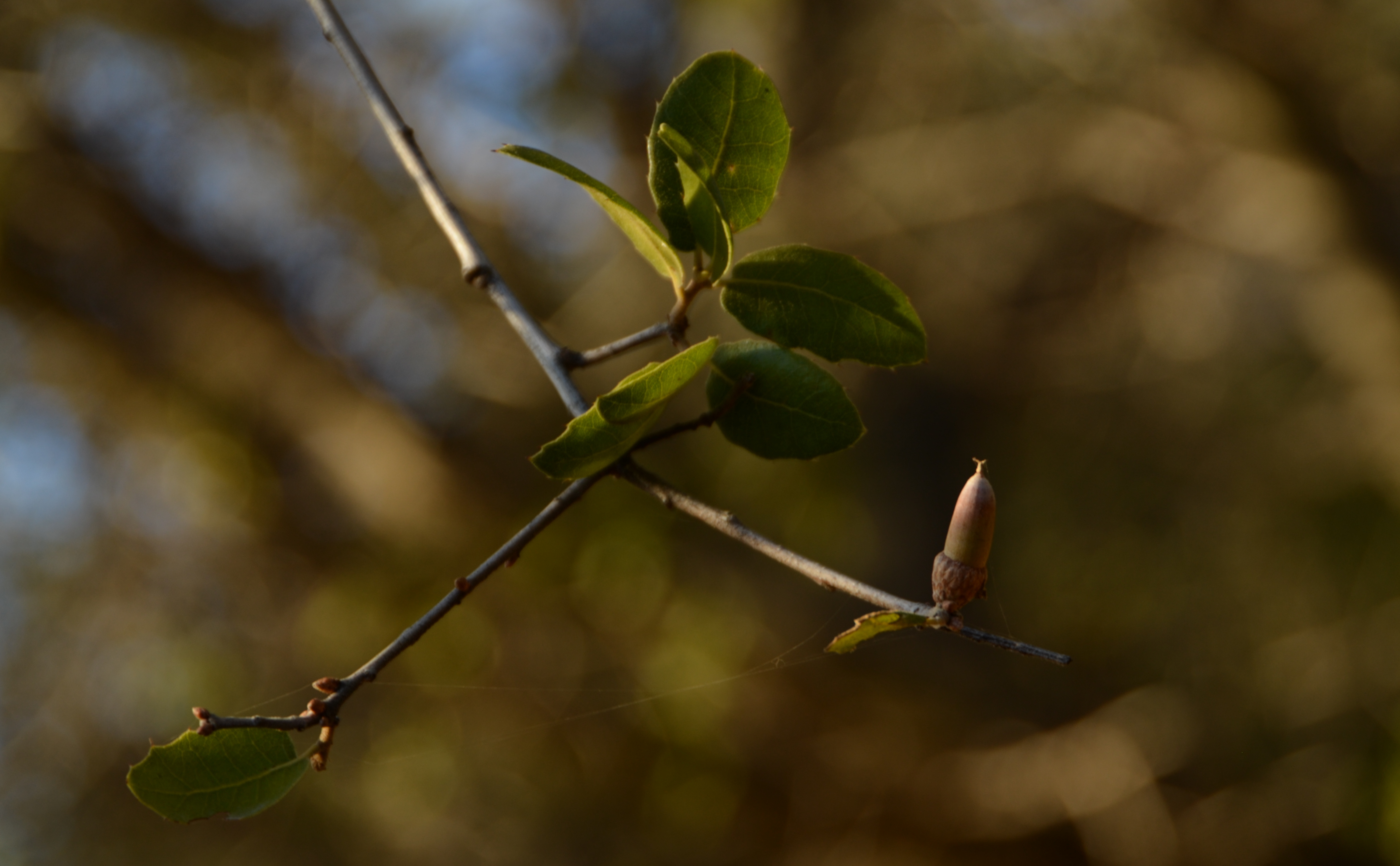 https://upload.wikimedia.org/wikipedia/commons/4/4f/Quercus_wislizeni_twig_with_acorn.jpg