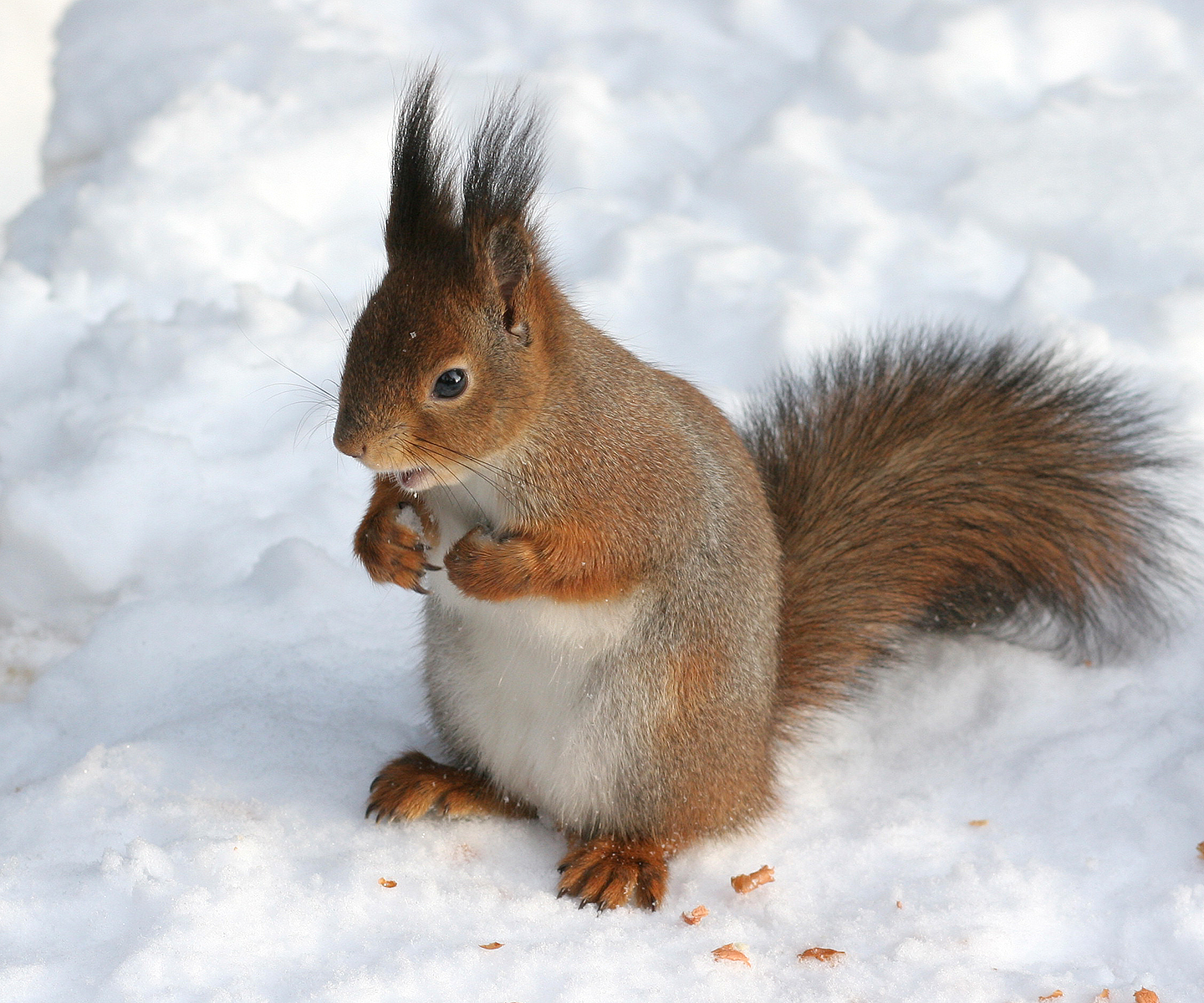 Sciurus_vulgaris_in_snow_-_Helsinki,_Fin