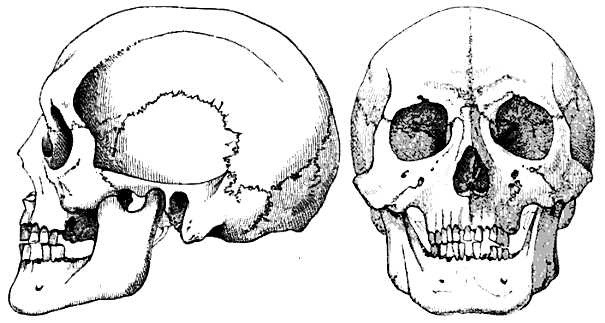 File:Side and front views of the skull of a Calmuck.png