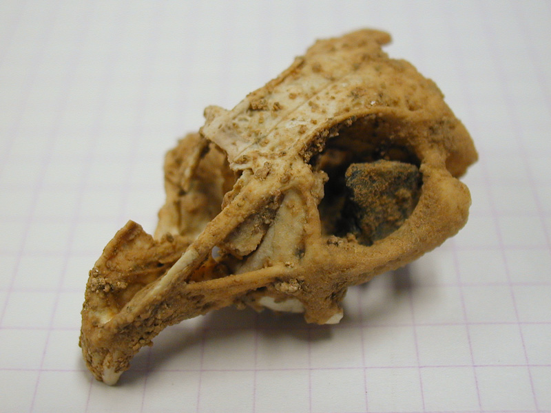 File:Skull of Prolagus sardus, Pleistocene, Corsica.jpg