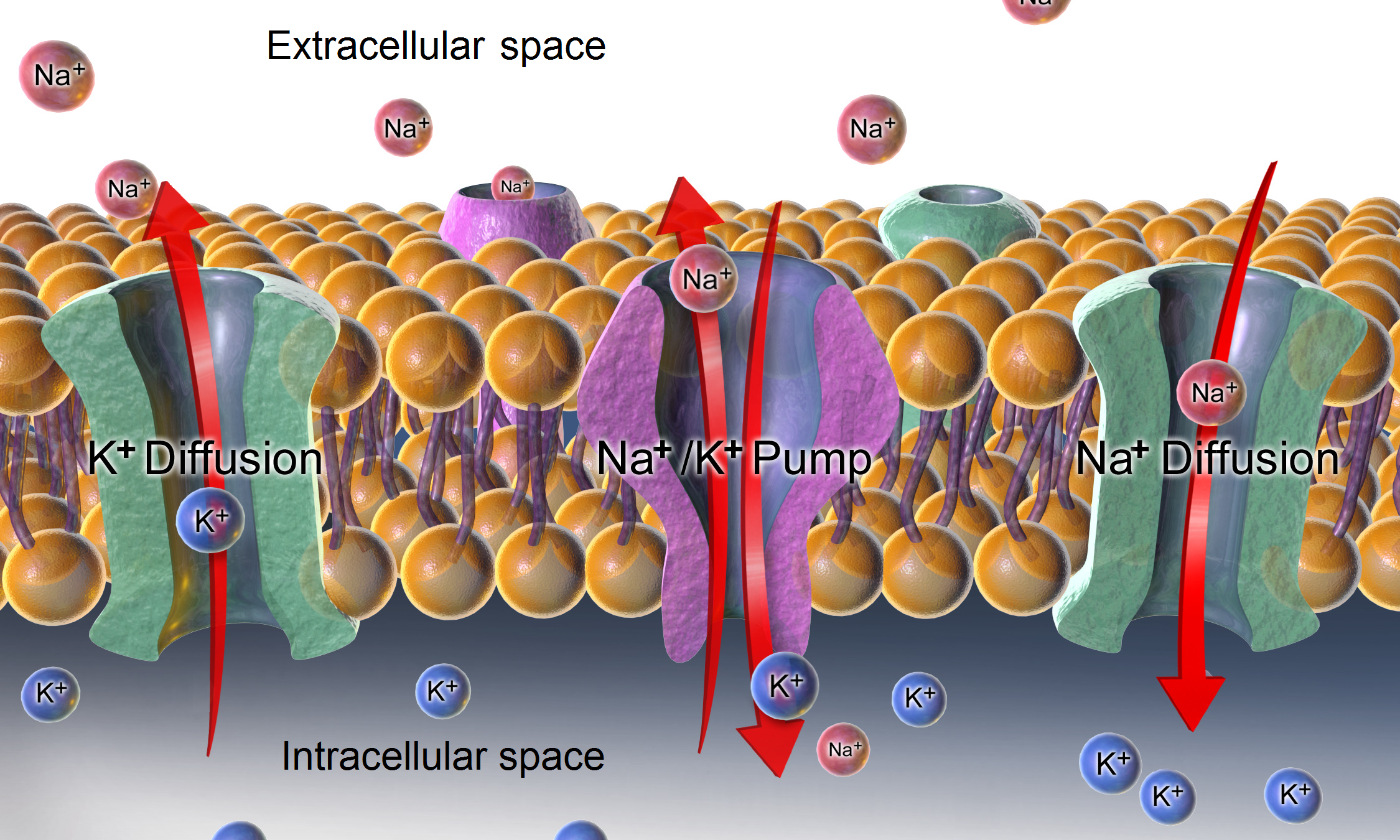 action potential neuron animation