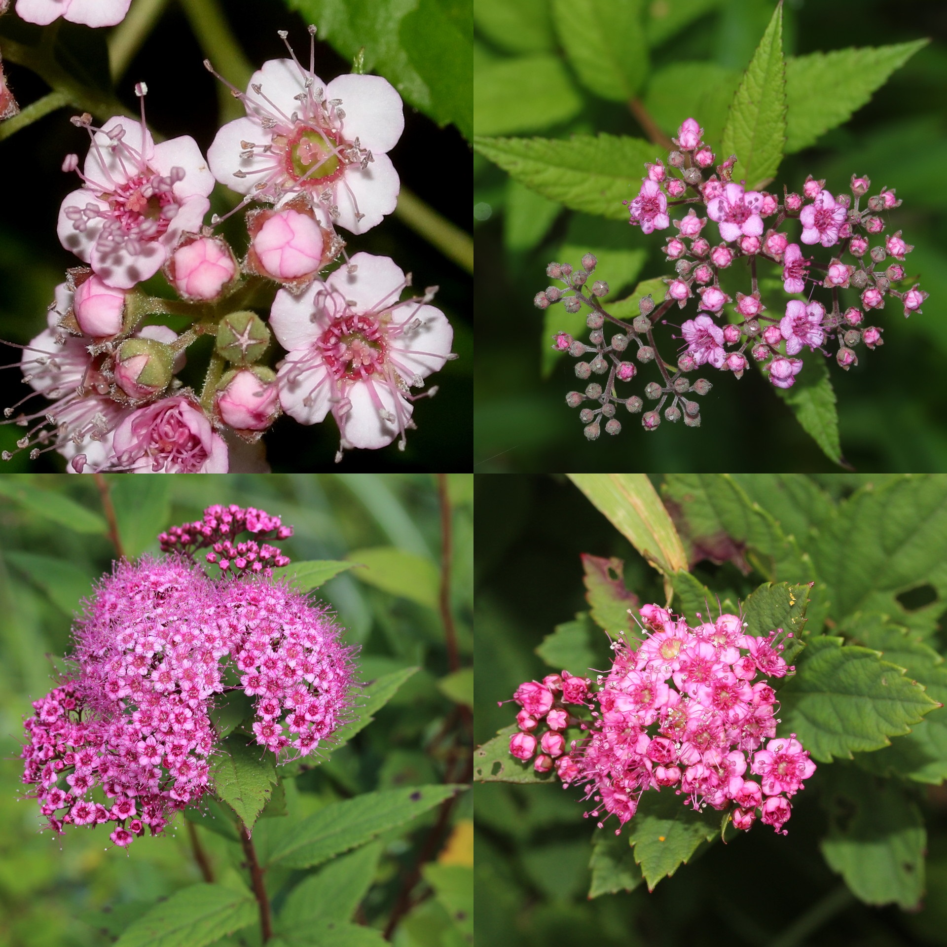 Можно ли цветущую. Спирея Арлекин. Спирея(Spiraea) опушённоплодная. Спирея корень. Спирея Восточная красавица.