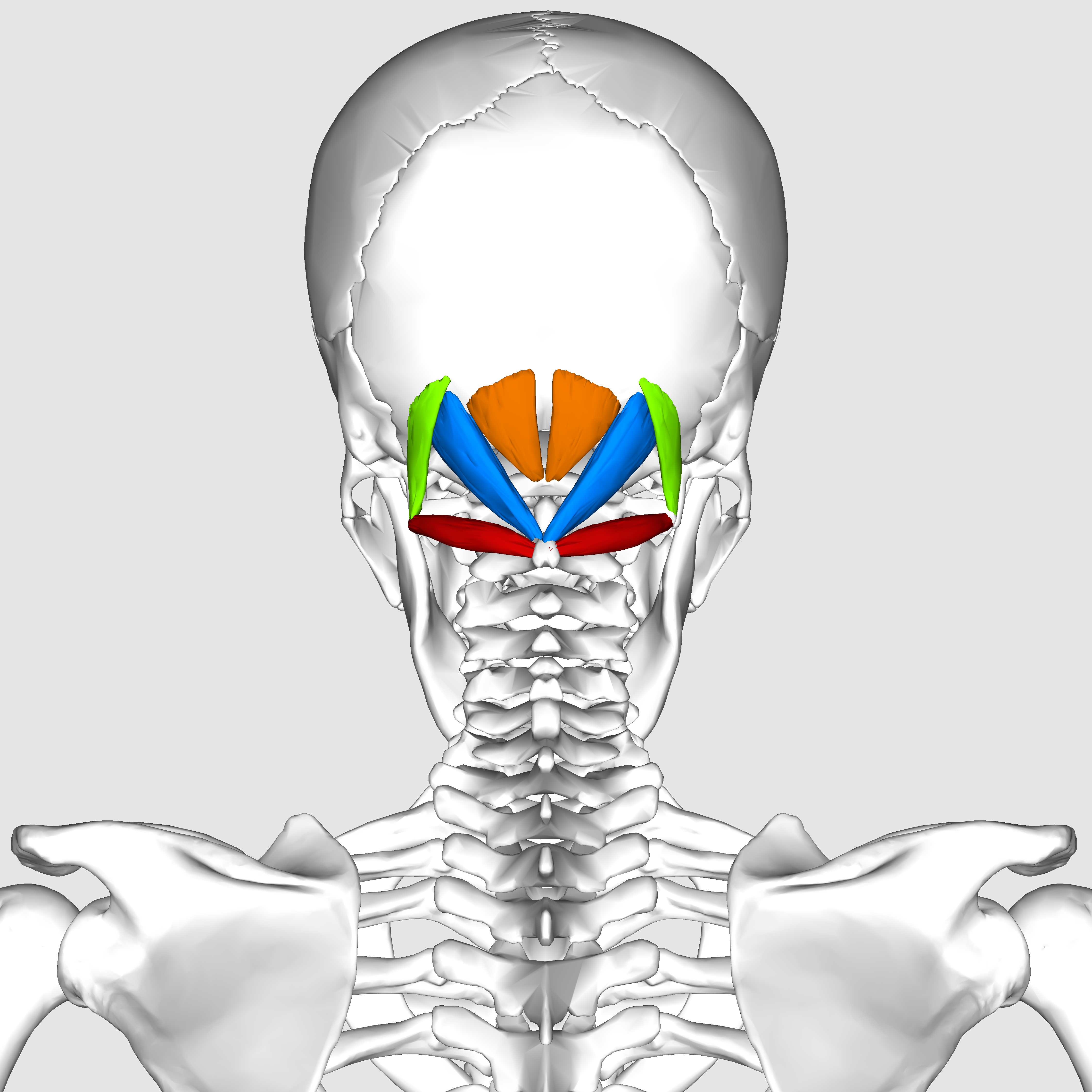 Suboccipital muscles05