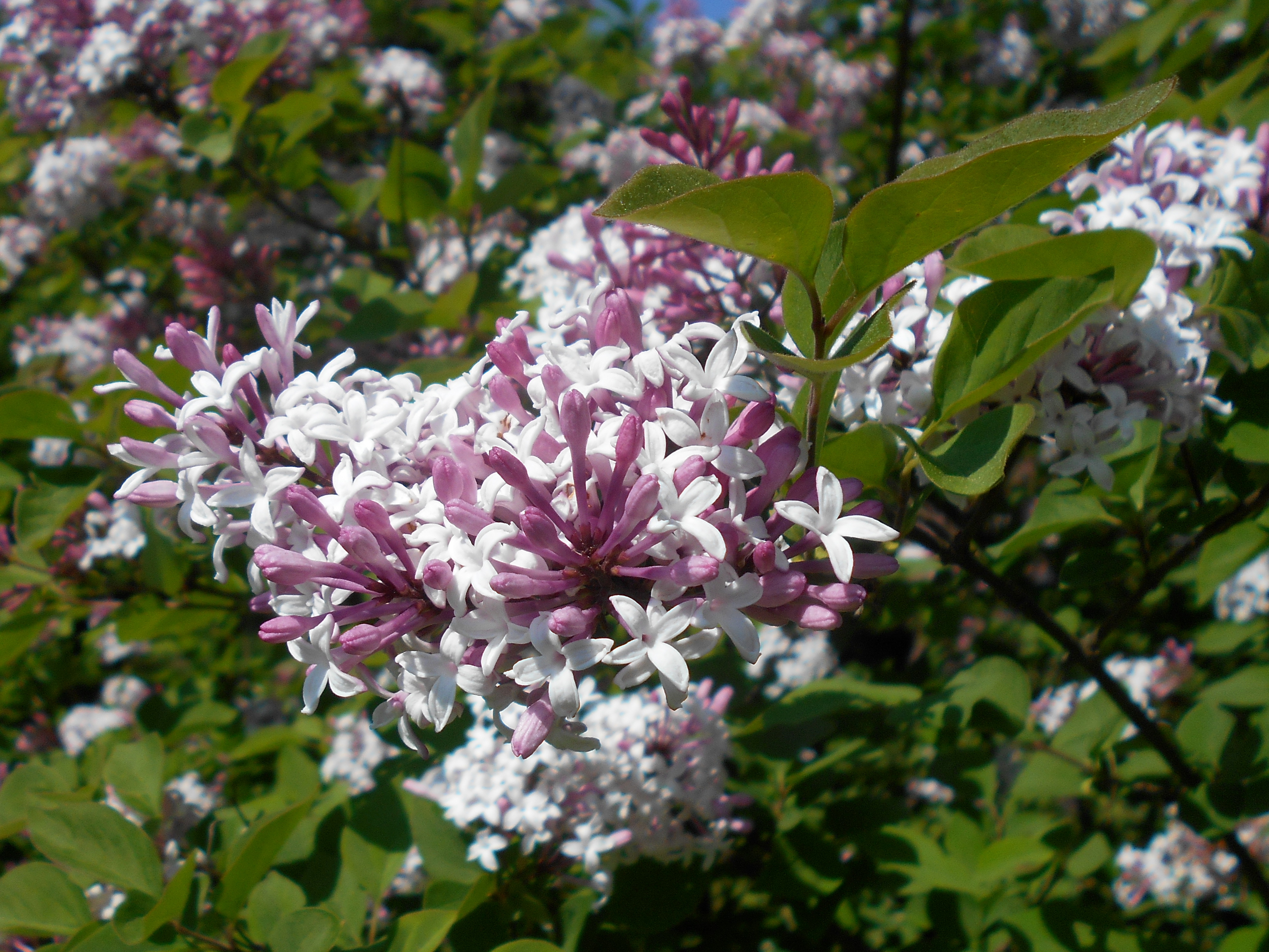 Астра Syringa Orange