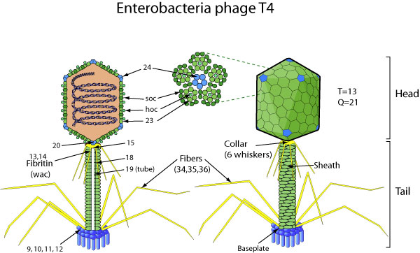 Рисунок вируса с подписями. Строение вируса бактериофага т4. Бактериофаг т4 строение. Фаг т4 строение. Вирус фаг т-4 строение.
