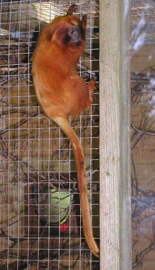 Black-Faced Lion Tamarin, Leontopithecus caissara - New England Primate  Conservancy