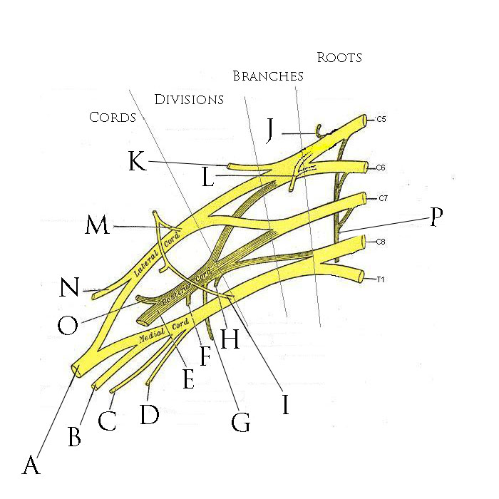 brachial plexus diagram blank