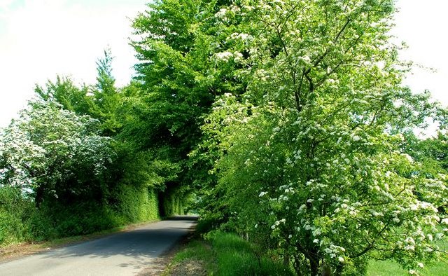 File:The Carneary Road near Kells and Connor (3) - geograph.org.uk - 824522.jpg