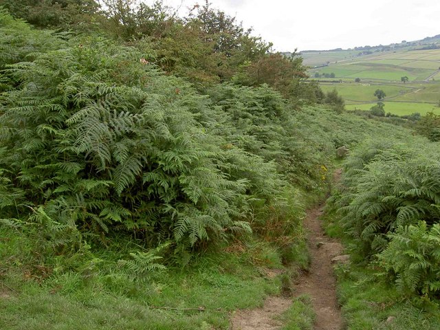 The bridleway from Bradwell Edge - geograph.org.uk - 1448078
