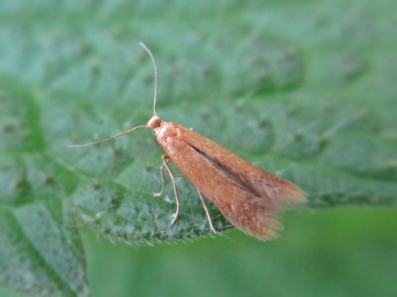 File:Tischeria ekebladella (Tischeriidae sp.), Elst (Gld), the Netherlands.jpg