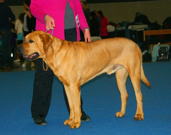 japanese mastiff