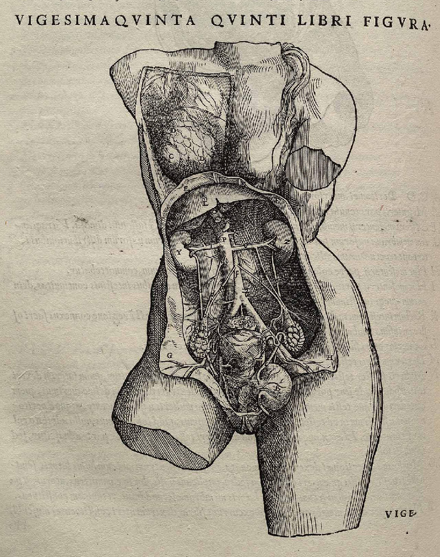 Anatomi - Wikipedia, den frie encyklopædi