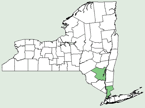 File:Vicia grandiflora NY-dist-map.png