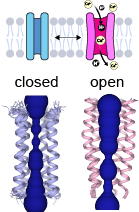 The E viroporin opens at acid pH. The open state in pink presents a wide N-terminus. Conversely, the C-terminus narrows in the open state, which brings the polar sidechains of Thr35 and Arg38 close to the hydrophobic gate at Leu28. This presumedly lowers the energy barrier for ions to cross the channel. Viroporin E.png