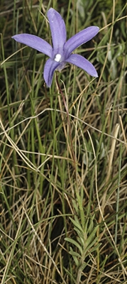 <i>Wahlenbergia densifolia</i> Species of flowering plant