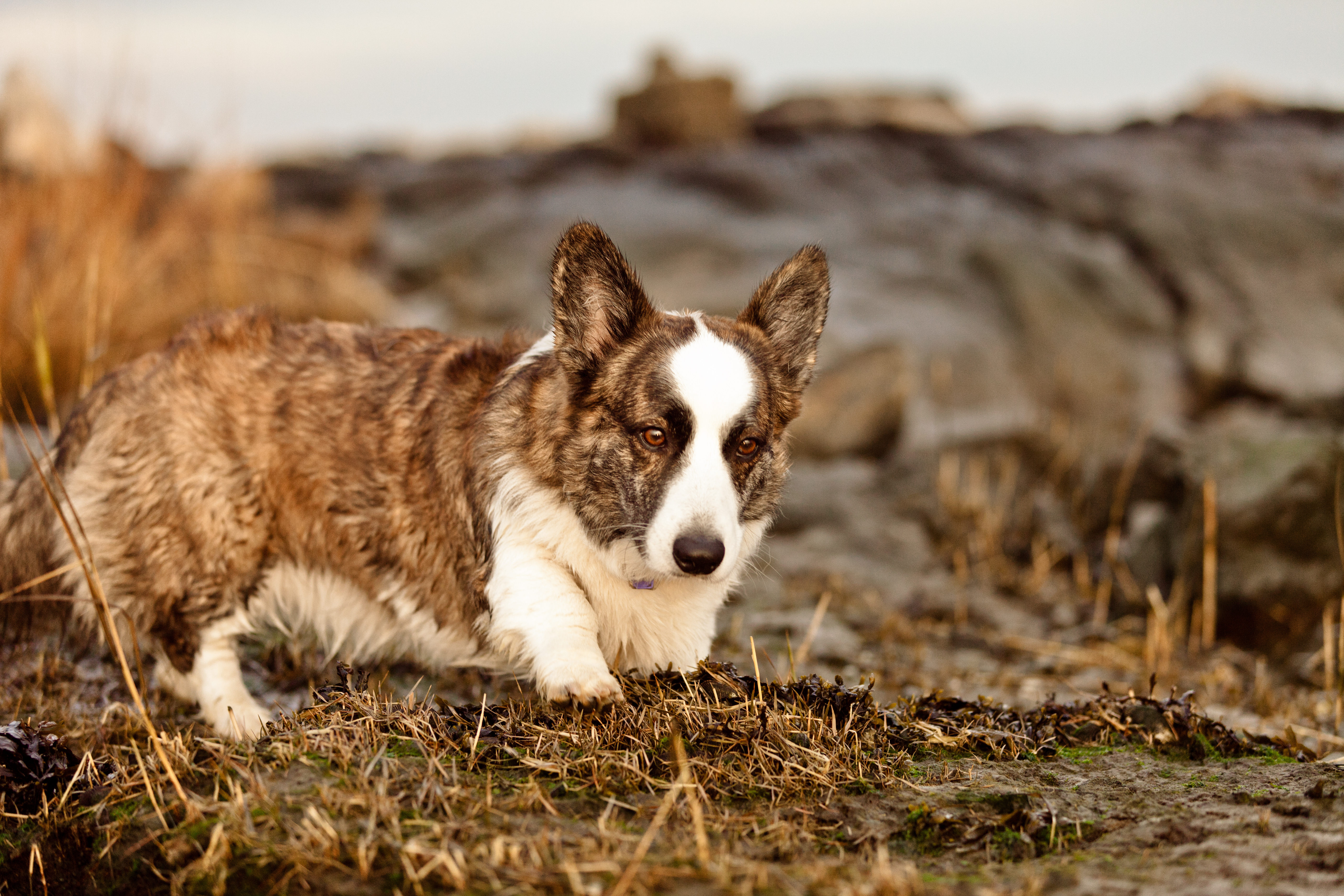 corgi ロングカーディガン