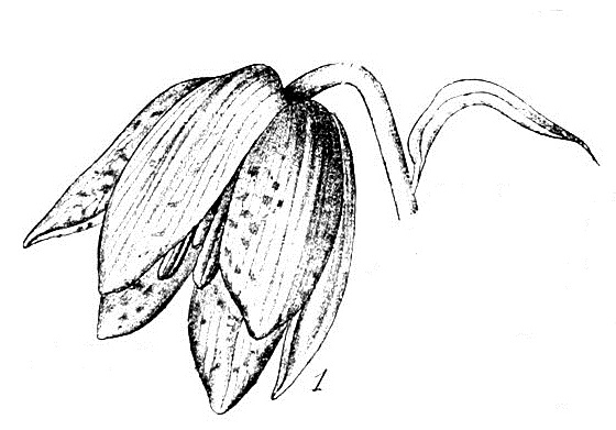 File:Wettstein Fritillaria ophioglossifolia.jpg