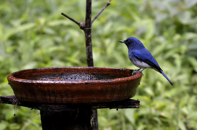 white bellied blue flycatcher