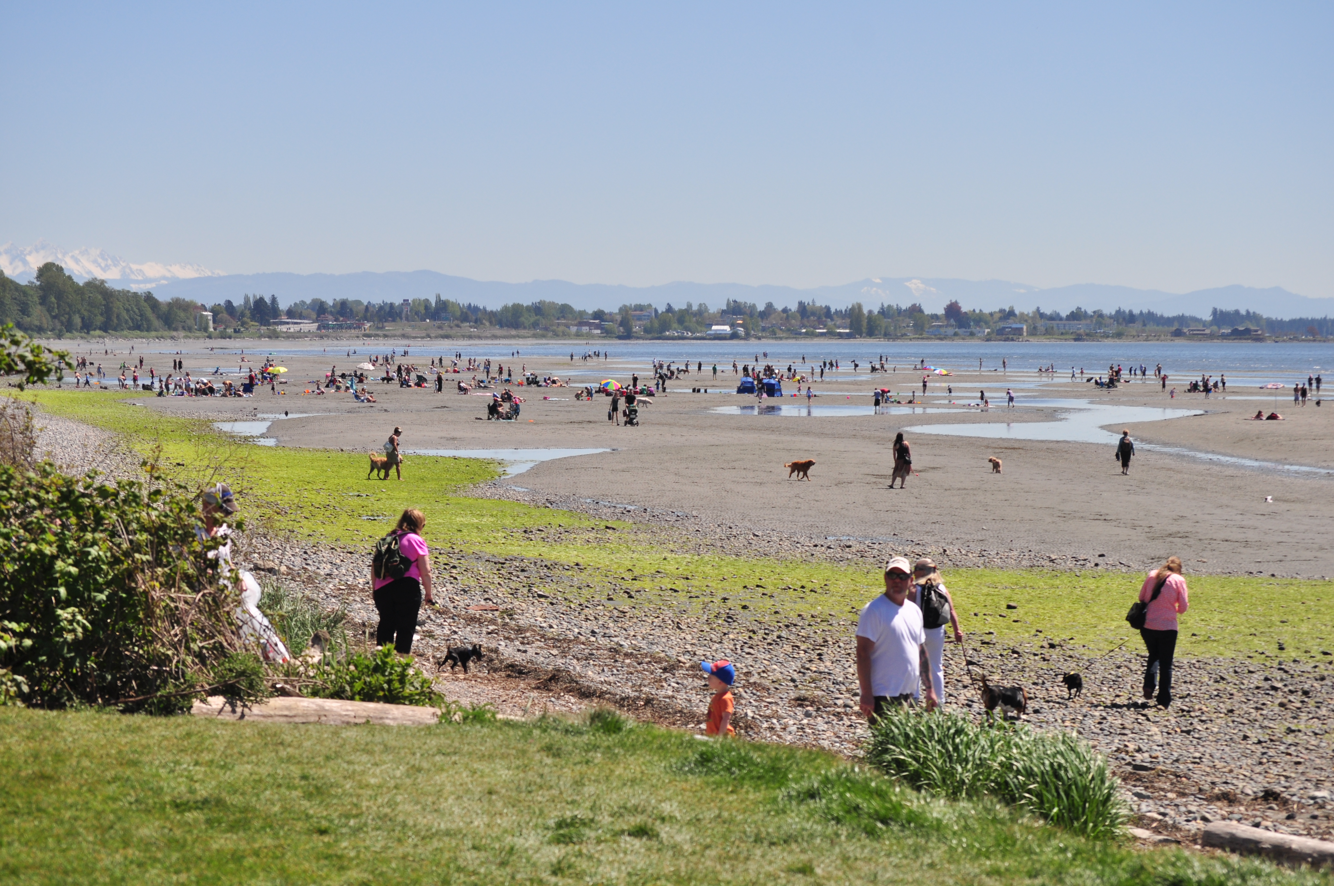 are dogs allowed on white rock beach