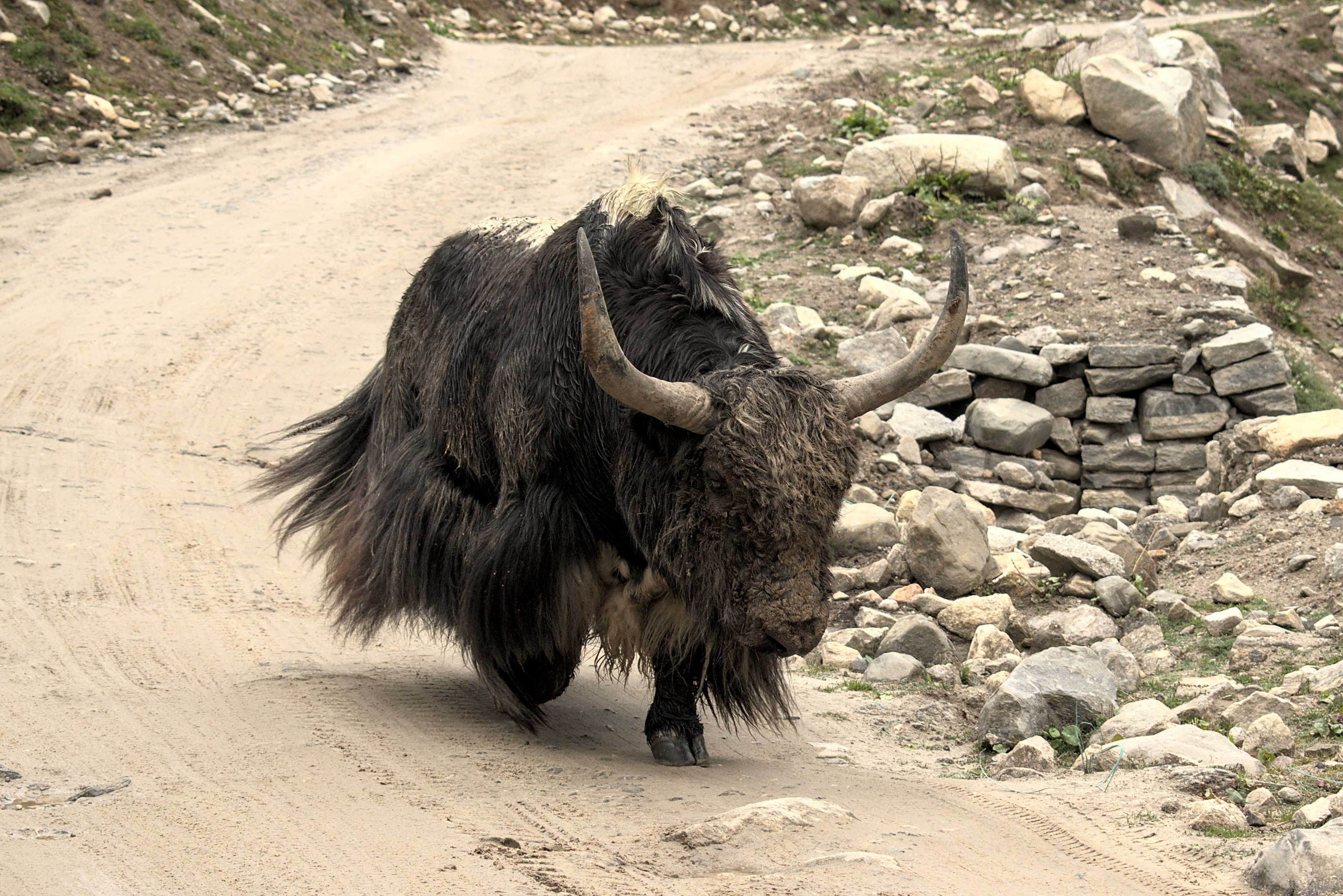 File:Yak, (Bos grunniens), D35 7598  - Wikimedia Commons