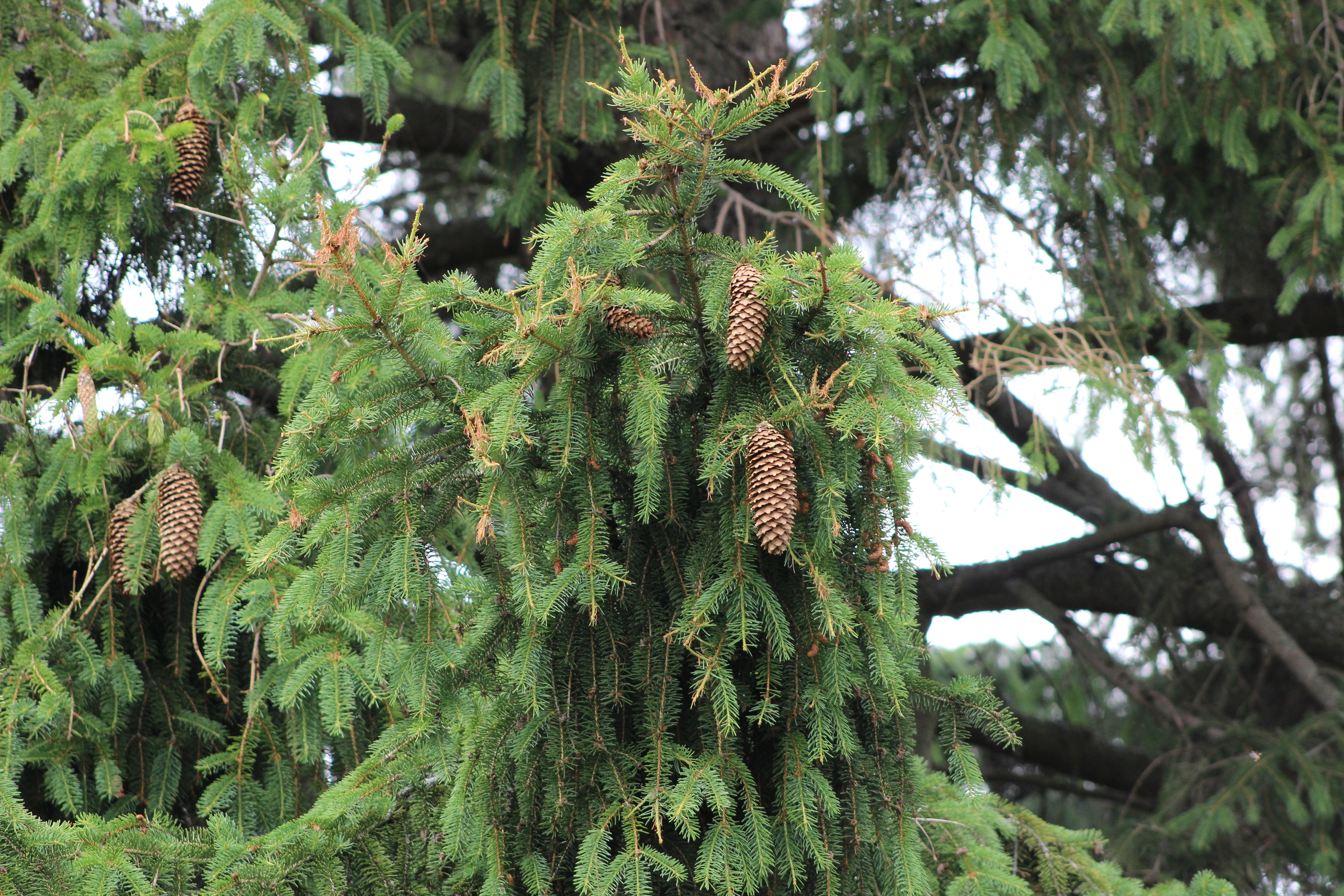 Ель высокая. Picea Cranstonii. Picea Abies Cranstonii. Ель обыкновенная Cranstonii. Ель плакучая Акрокона.