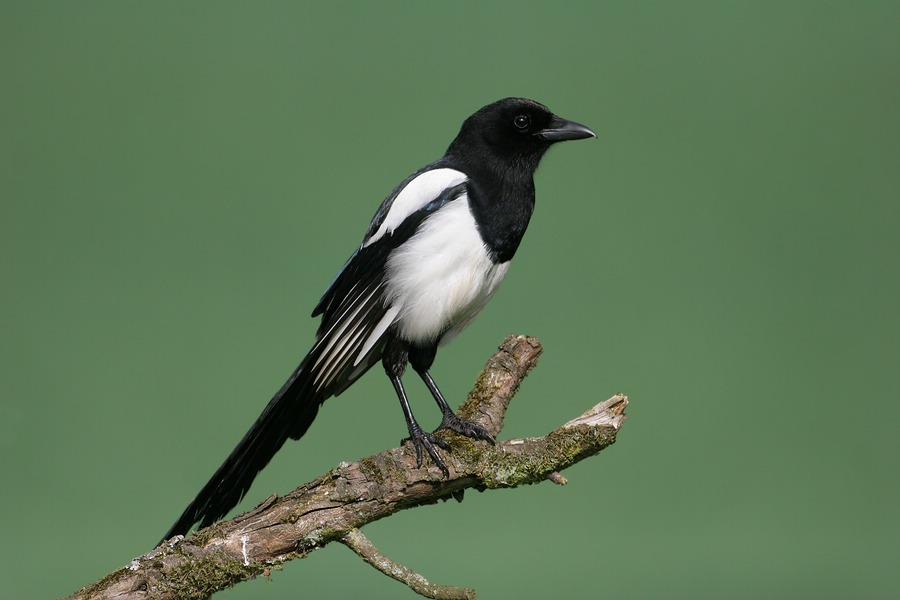 Eurasian Magpie (Pica pica) · iNaturalist