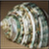 40 by 40 thumbnail of 'Green Sea Shell' fourier interpolated.png