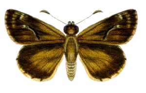 <i>Anisynta dominula</i> Species of butterfly