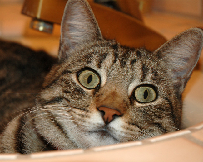 File:Annie in the Sink.jpg