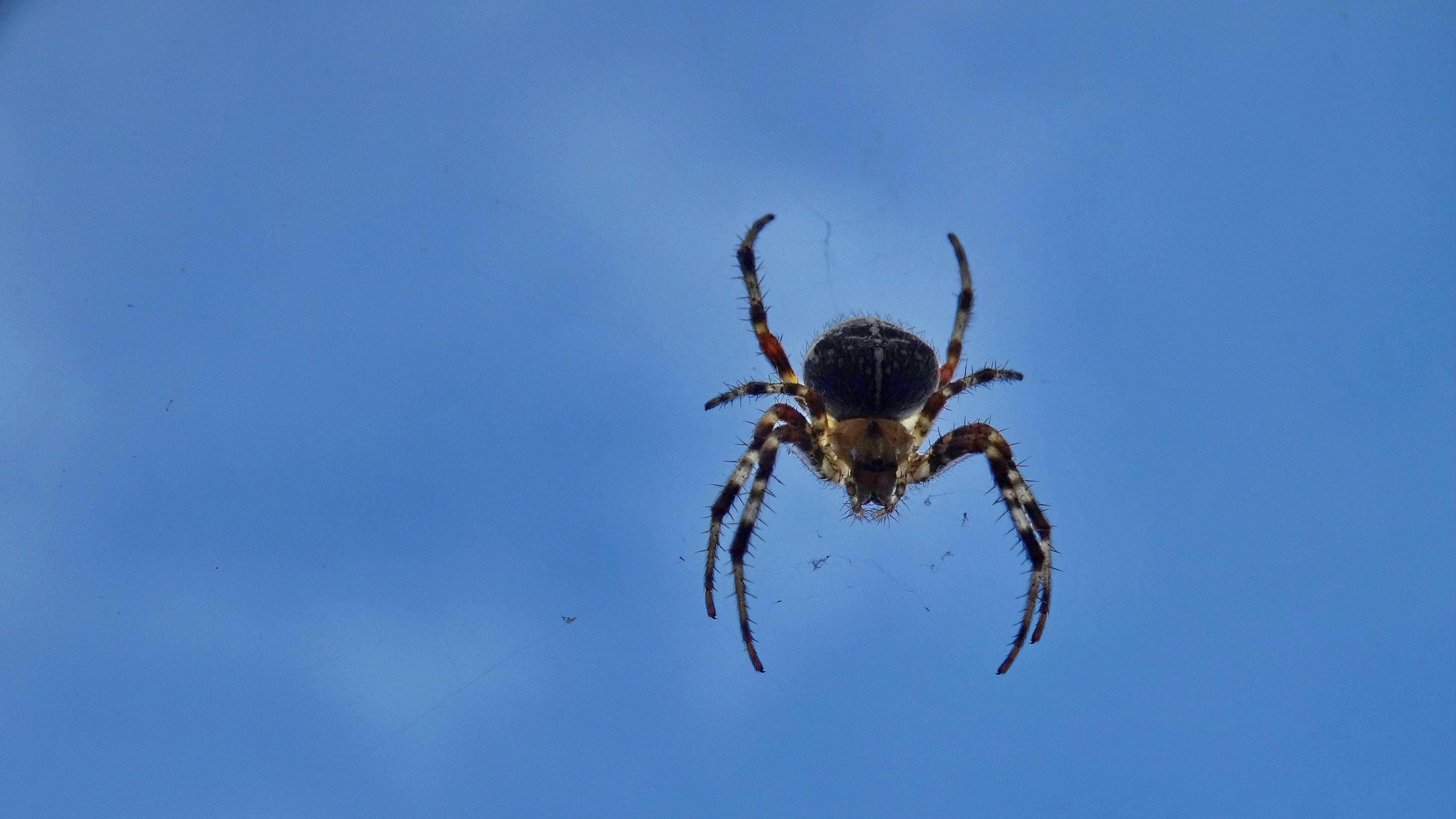 Spider am. Araneus diadematus. Паук волк паутина. Spider мм2. Мать паук.