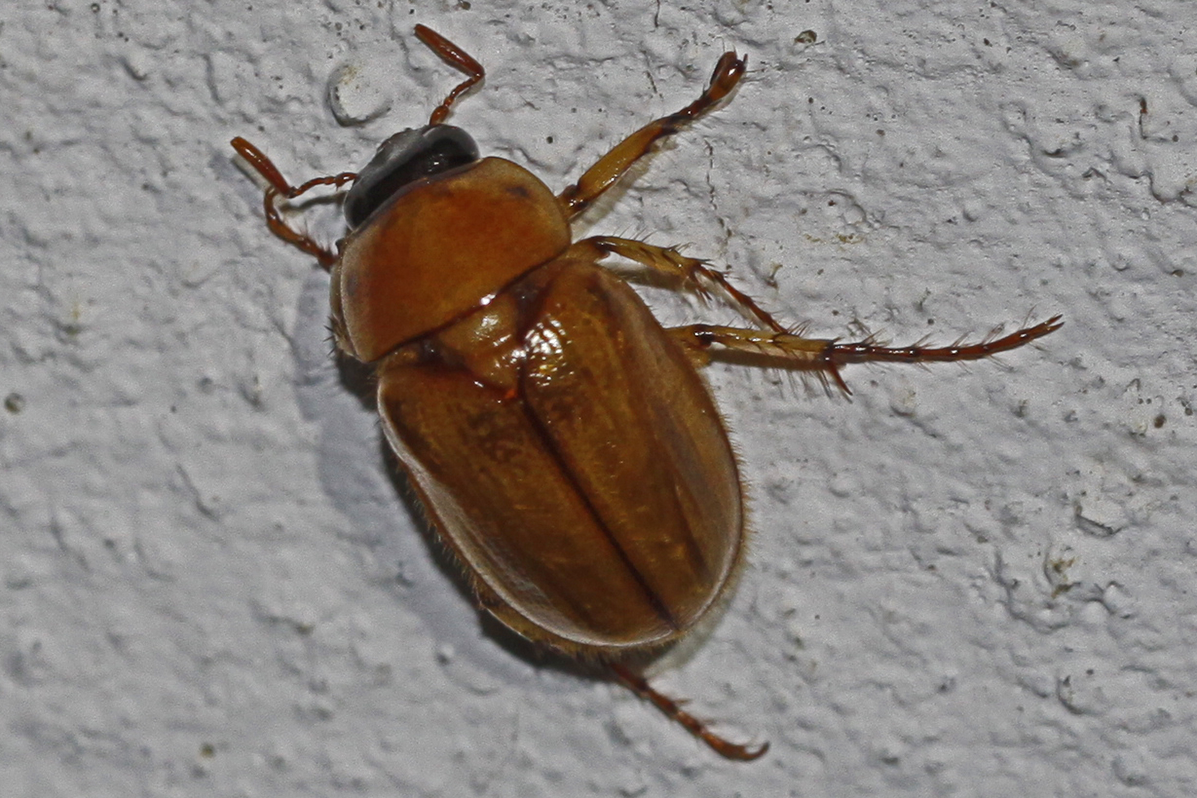 File Asiatic Garden Beetle Maladera Castanea Woodbridge Va Jpg