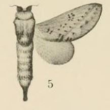 Pallastica meloui