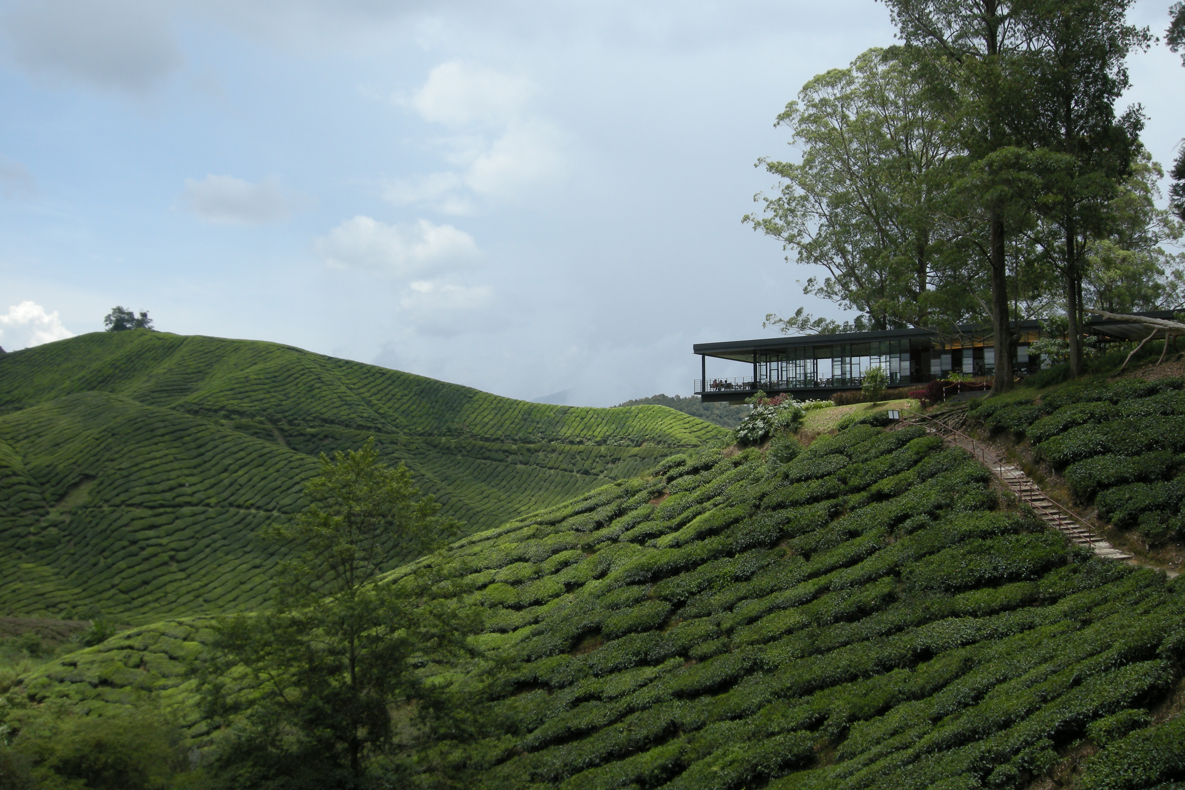 File Boh Tea Estate 2 Cameron Highlands Malaysia Jpg Wikimedia Commons