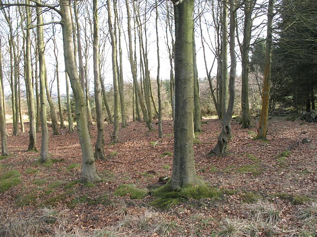 File:Beeches, Thornton Wood - geograph.org.uk - 1223564.jpg