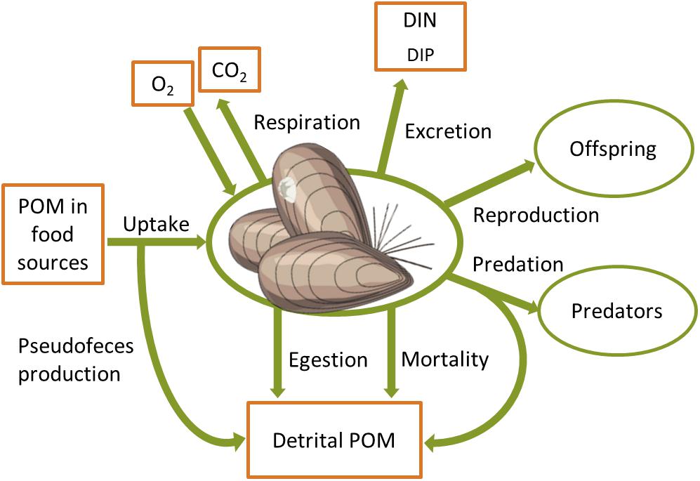 køre Pornografi privilegeret File:Biomass source and sink processes of benthic animals.jpg - Wikimedia  Commons