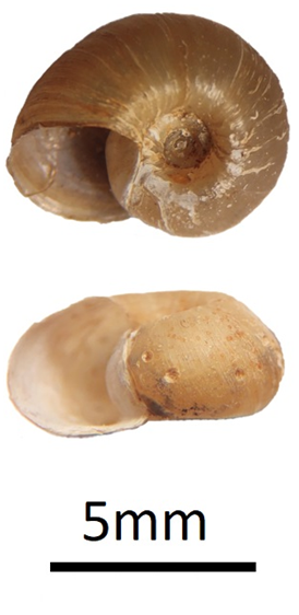 <i>Biomphalaria choanomphala</i> Species of mollusc