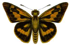 <i>Cephrenes augiades</i> Species of butterfly